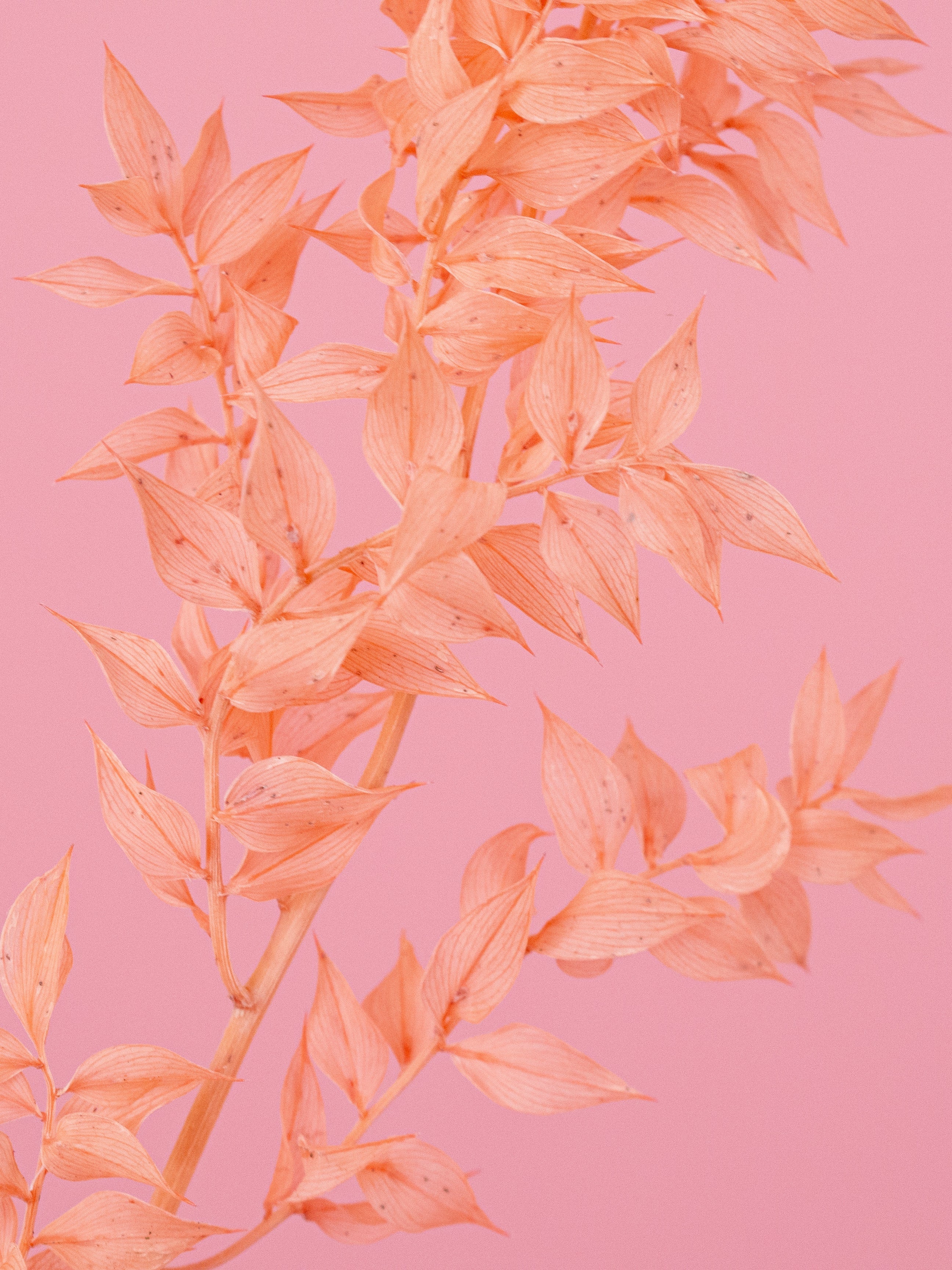 trockenblumen-ruskus-koralle-apricot-orange-bundware-diy-beflowerly