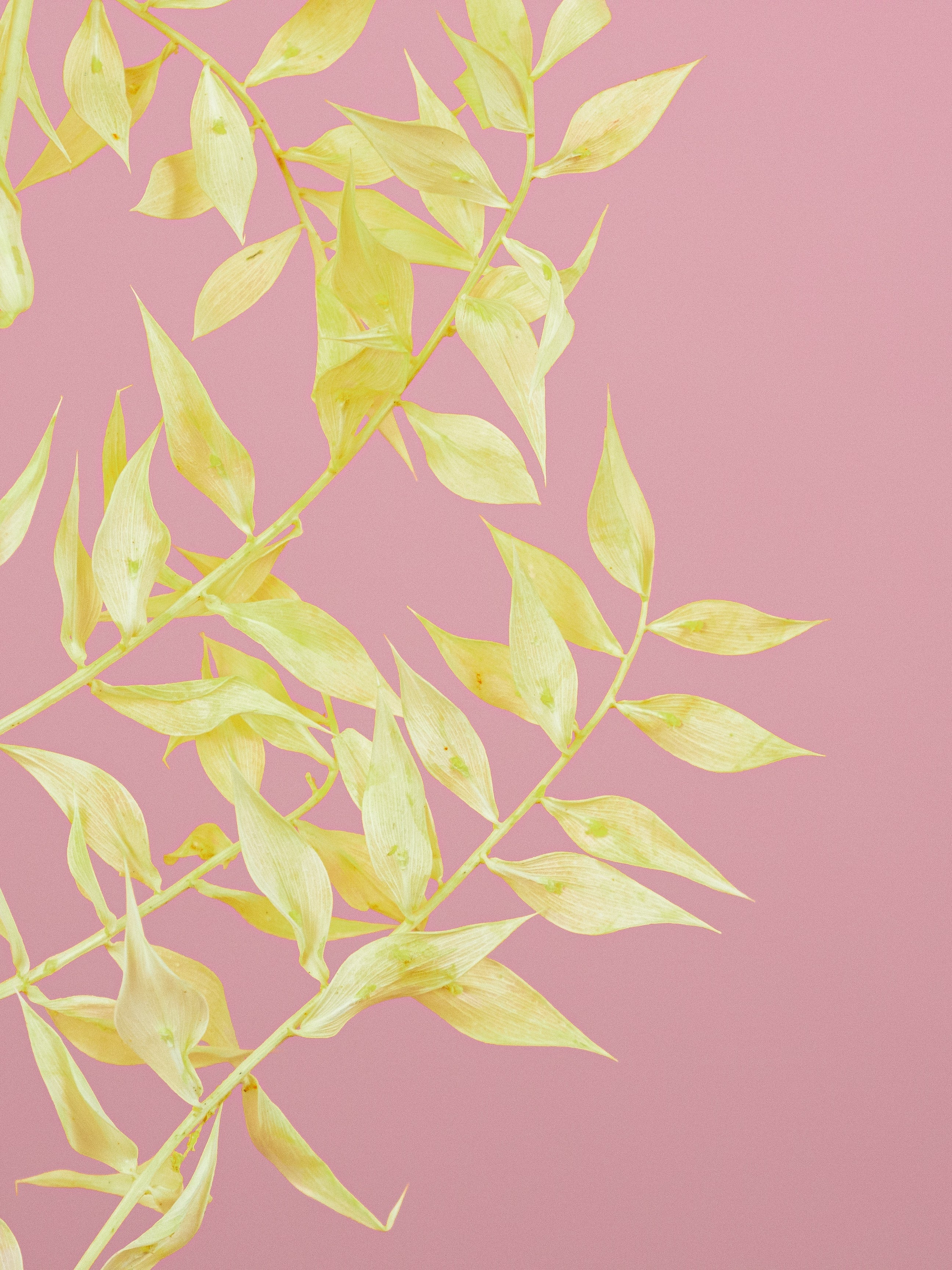 trockenblumen-ruskus-gelb-zitronengelb-bundware-diy-beflowerly