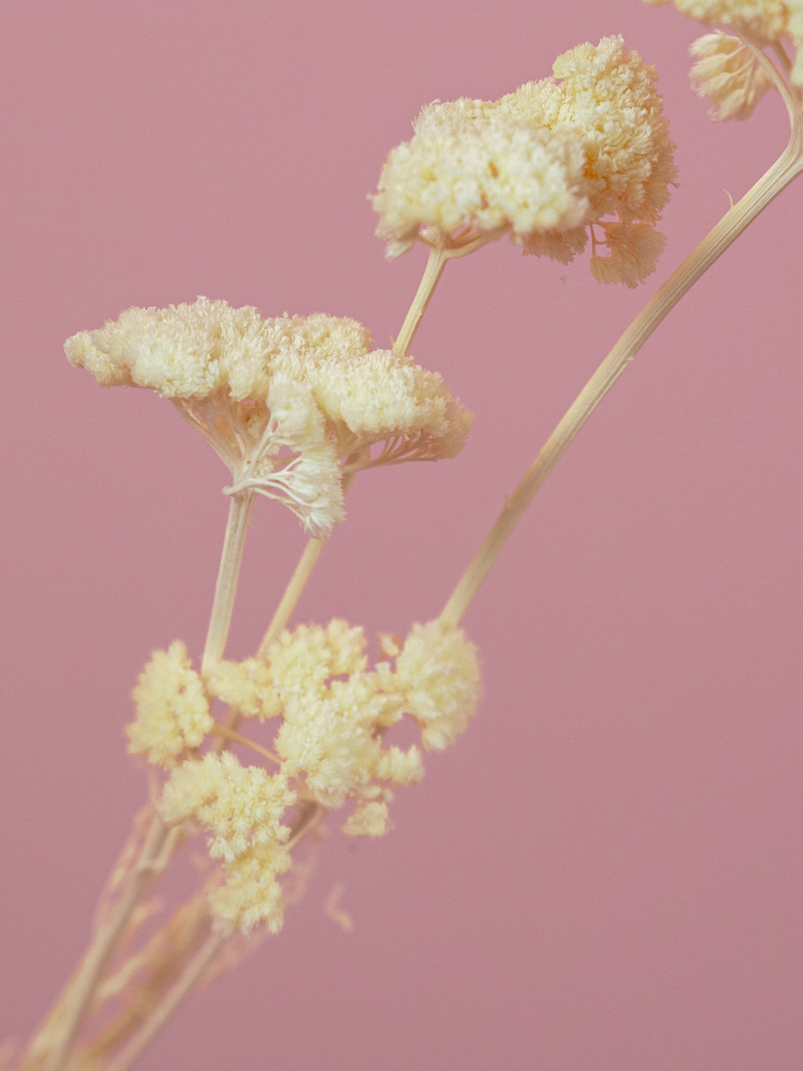 trockenblumen-achillea-schafgarbe-weiss-gebleicht-beflowerly