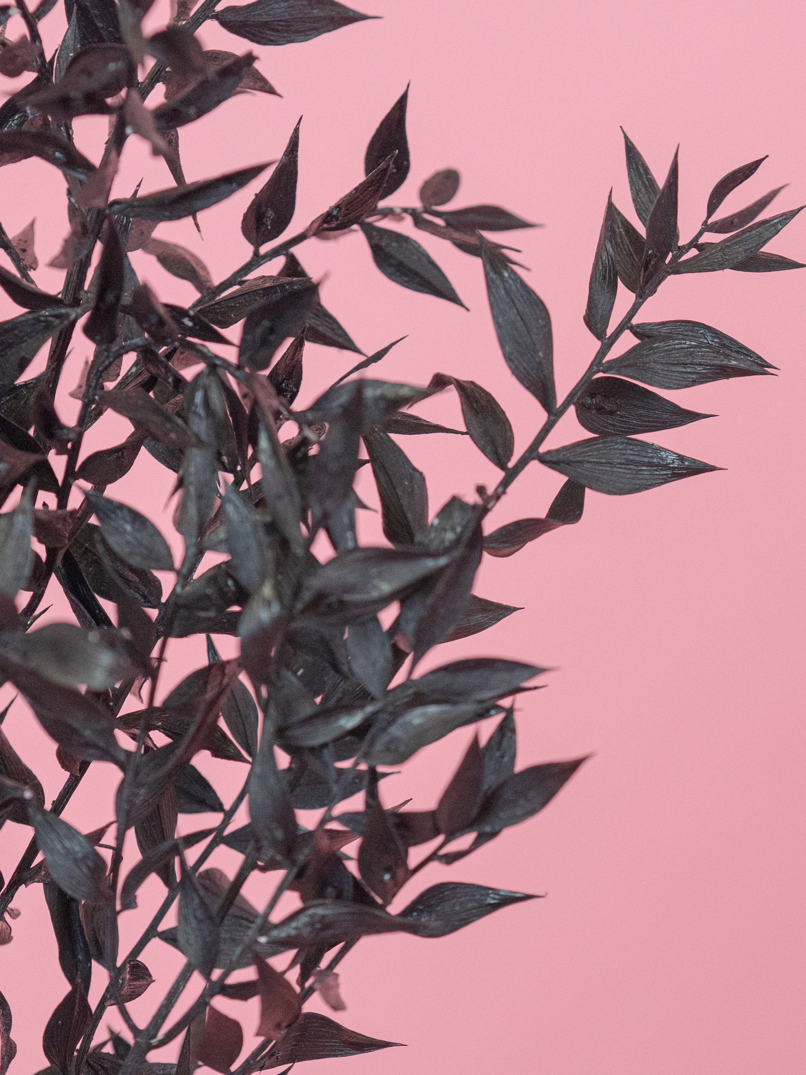 trockenblumen-ruskus-schwarz-bundware-diy-beflowerly