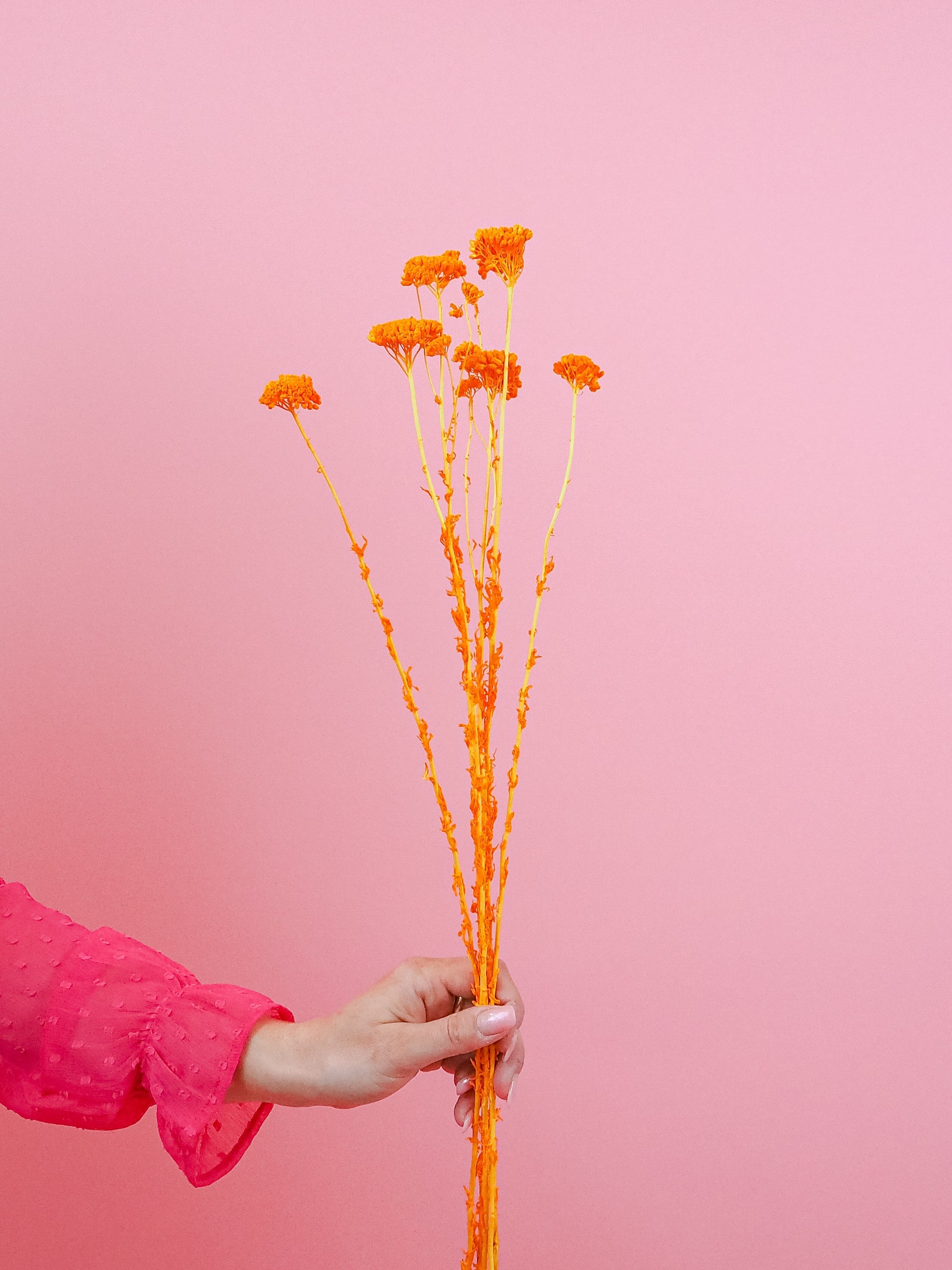 trockenblumen-achillea-mini-orange-bundware-beflowerly