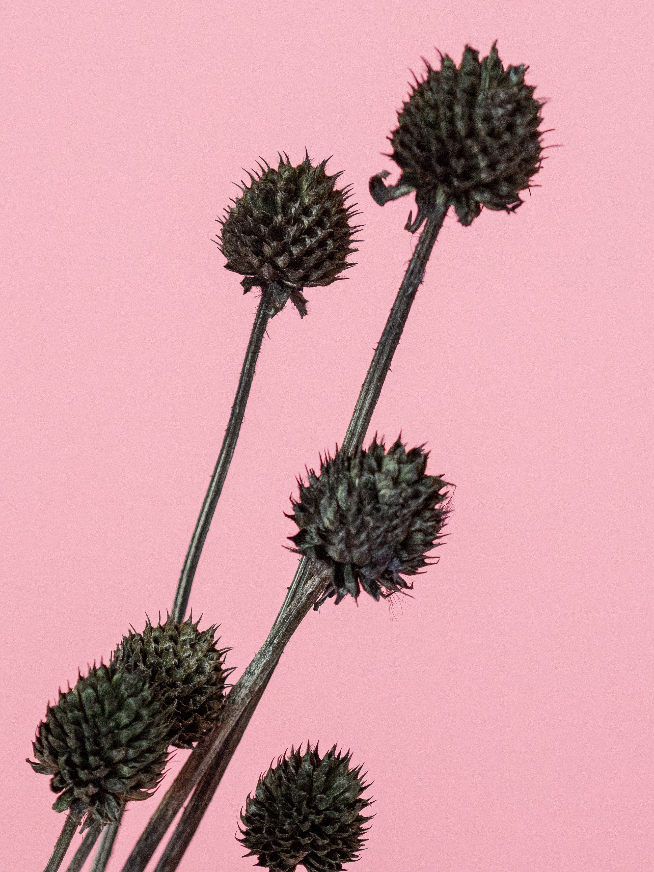 trockenblumen-disteln-schwarz-bundware-diy-beflowerly