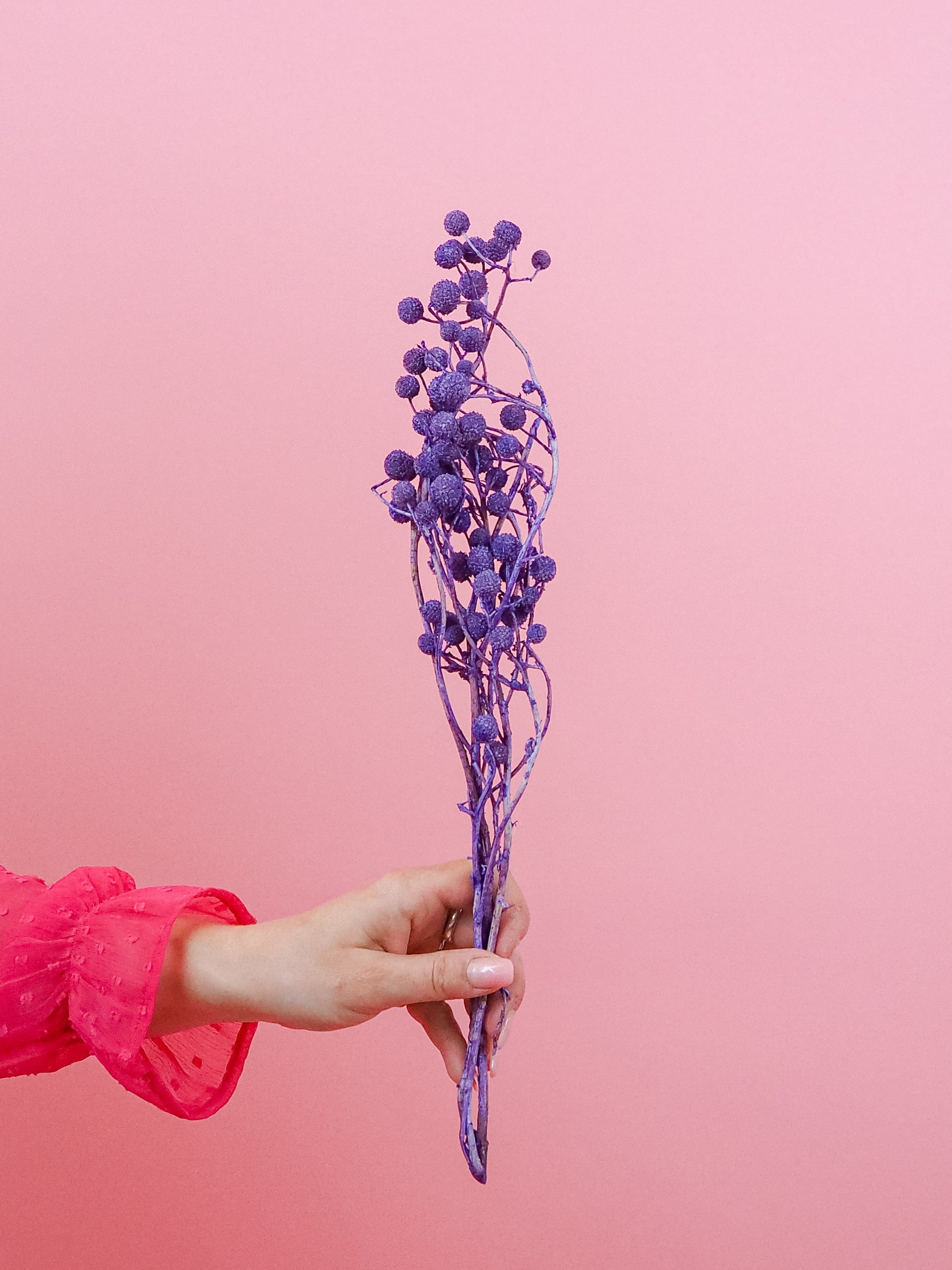 trockenblumen-sago-lila-violett-milka-bundware-beflowerly