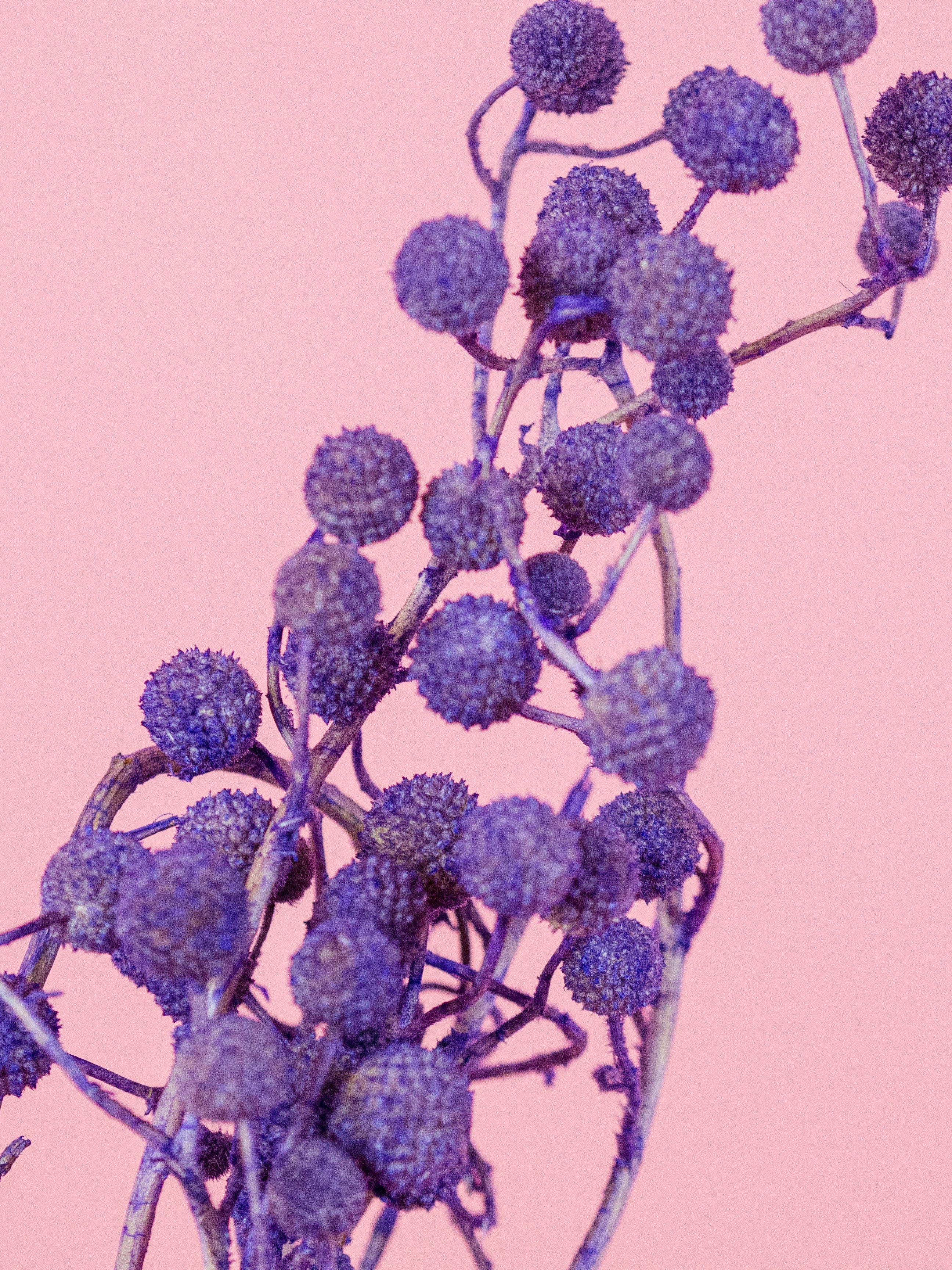 trockenblumen-sago-lila-violett-milka-bundware-beflowerly