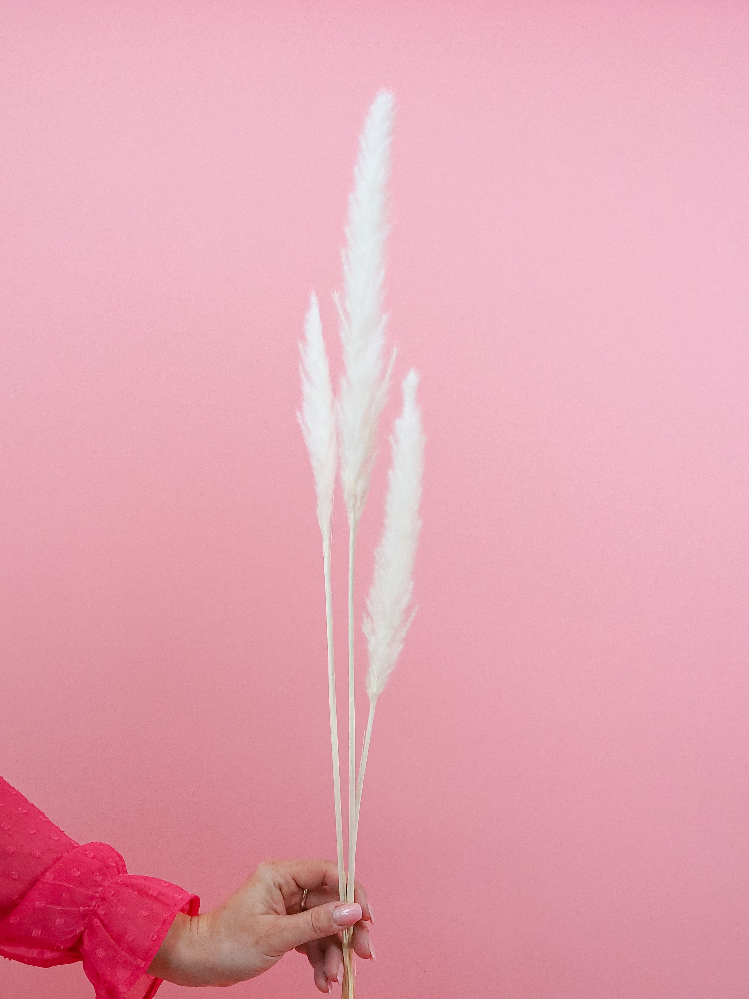 trockenblumen-mini-pampasgras-weiss-gebleicht-bundware-beflowerly