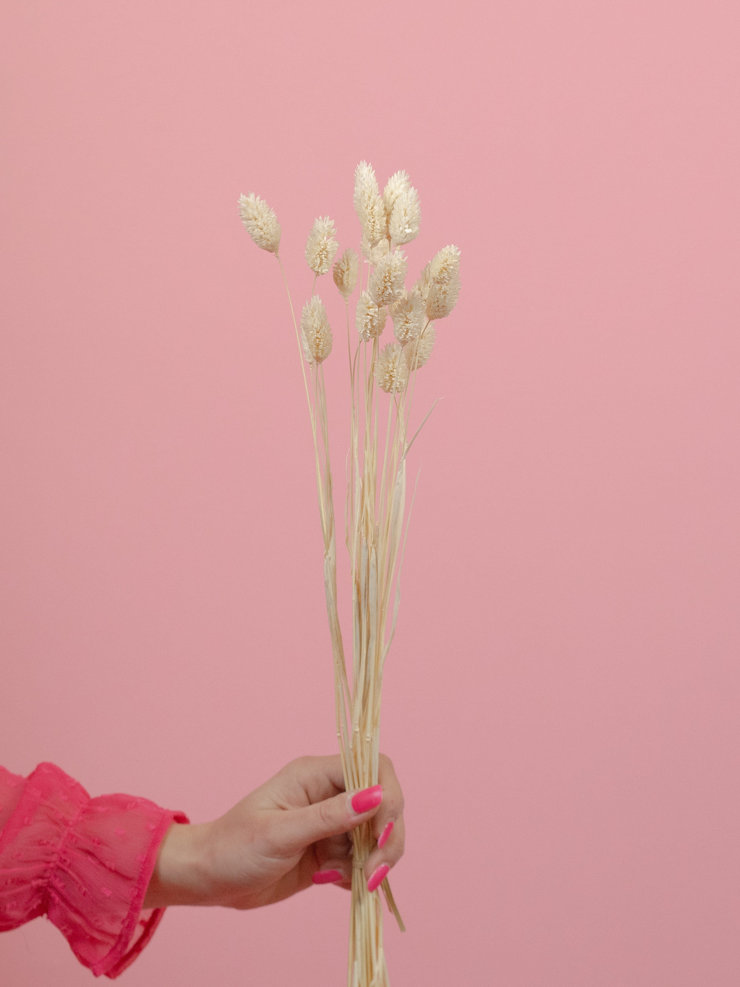 trockenblumen-phalaris-gebleicht-creme-beige-boho-dekoration-diy-beflowerly