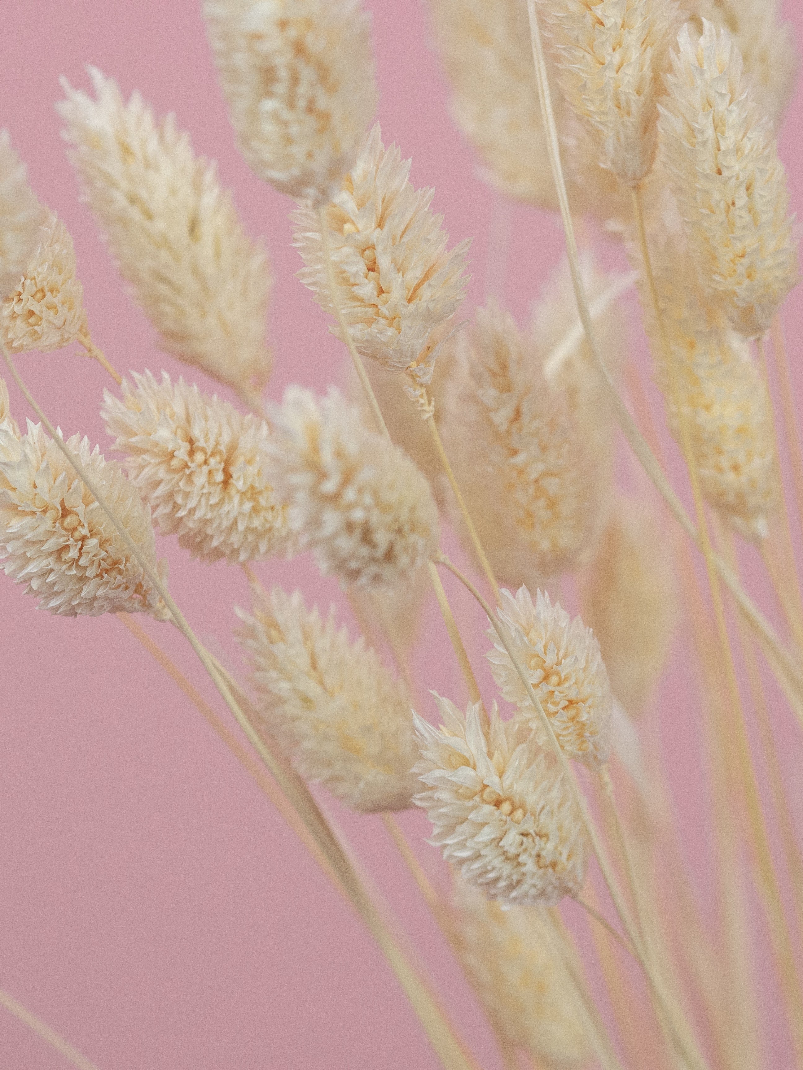 trockenblumen-phalaris-gebleicht-creme-beige-boho-dekoration-diy-beflowerly
