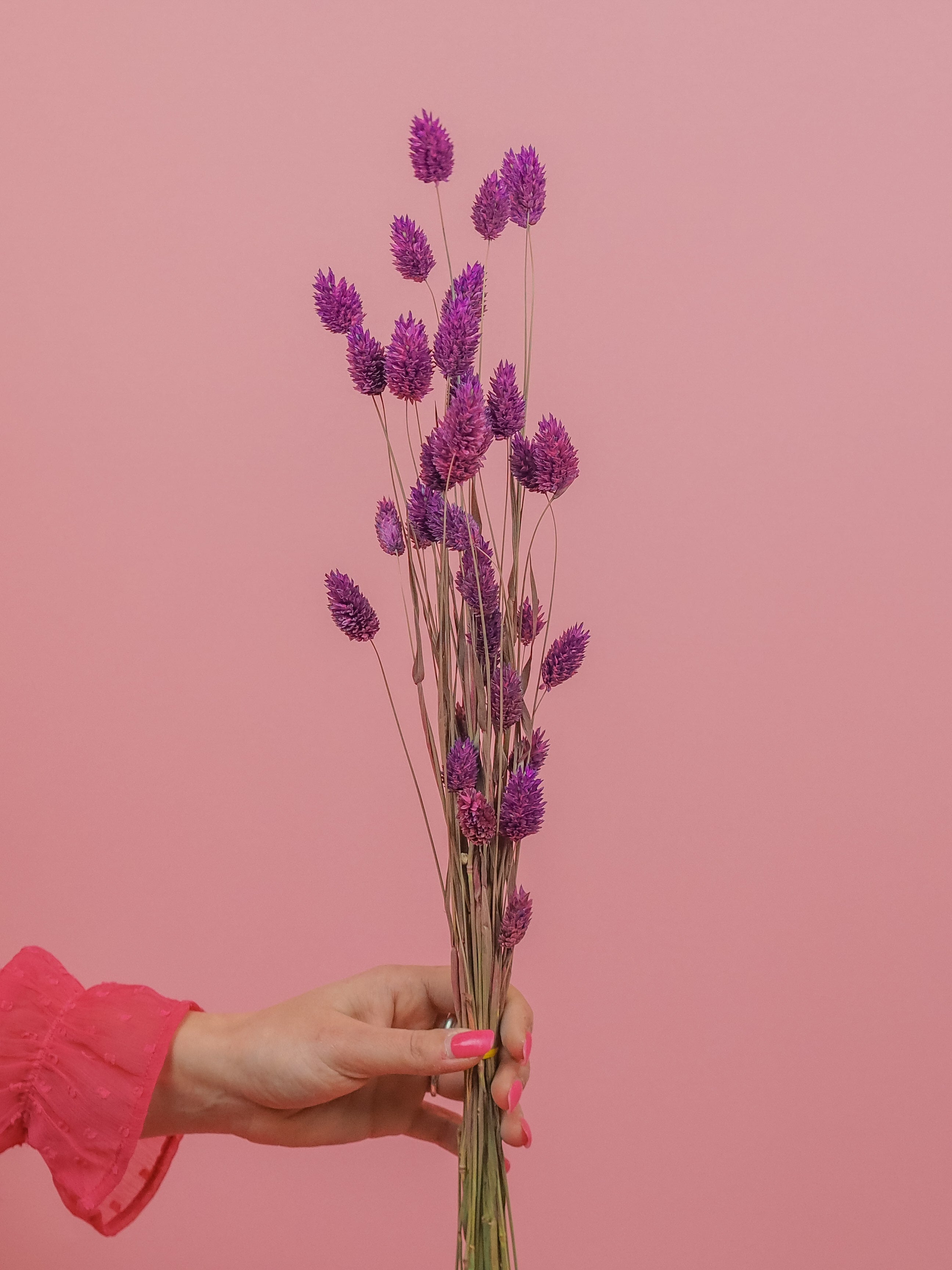 trockenblumen-phalaris-lila-violett-getrocknet-bundware-beflowerly