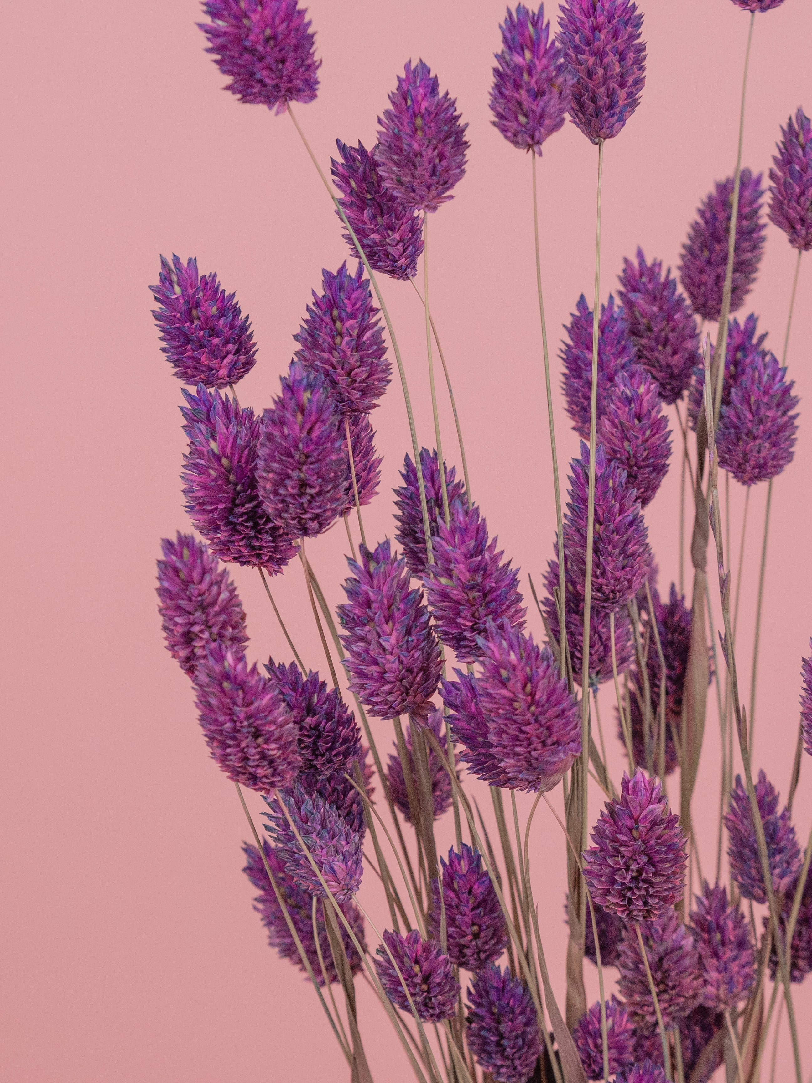 trockenblumen-phalaris-lila-violett-getrocknet-bundware-beflowerly