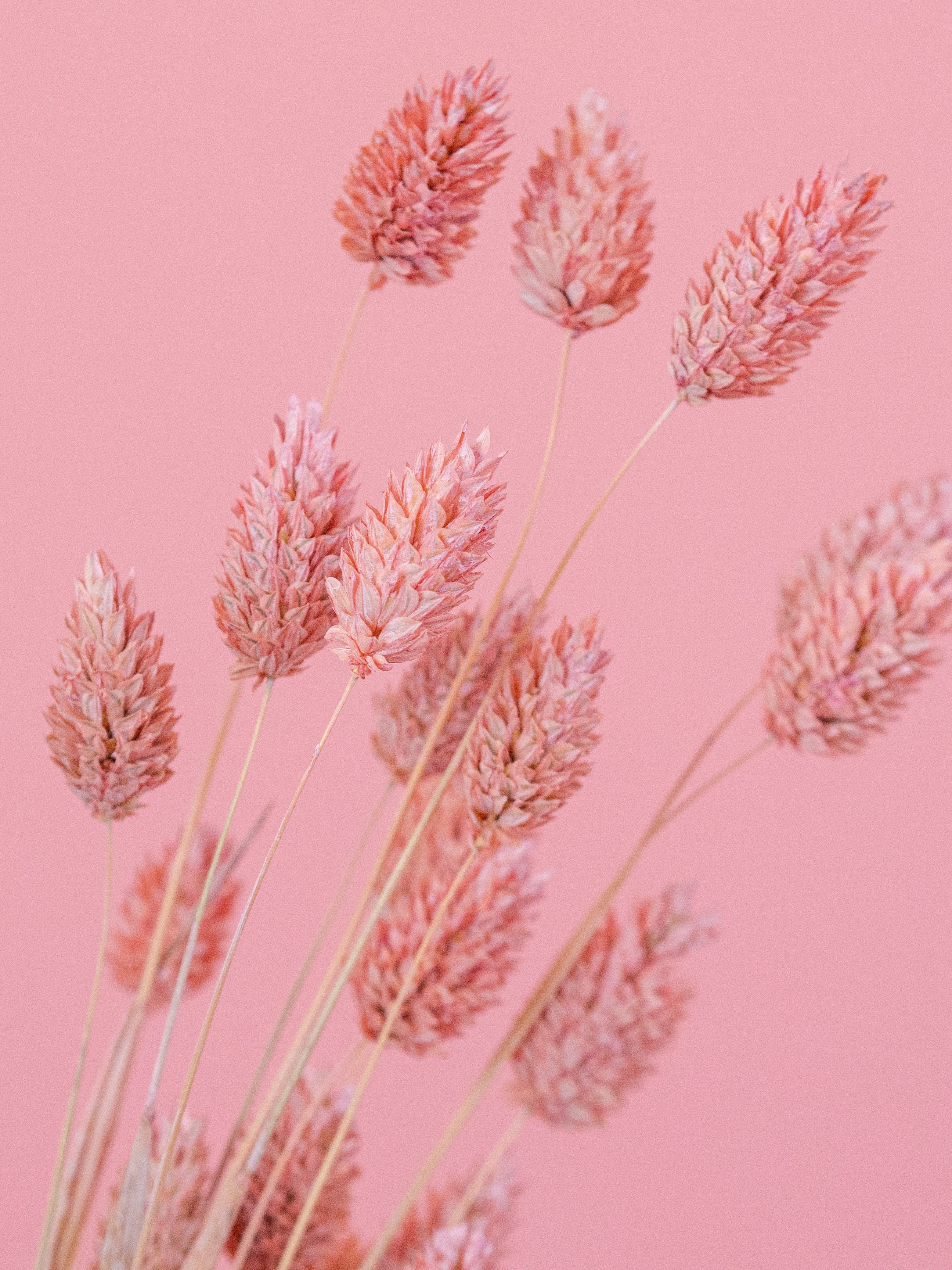 trockenblumen-phalaris-rosa-altrosa-bundware-diy-beflowerly