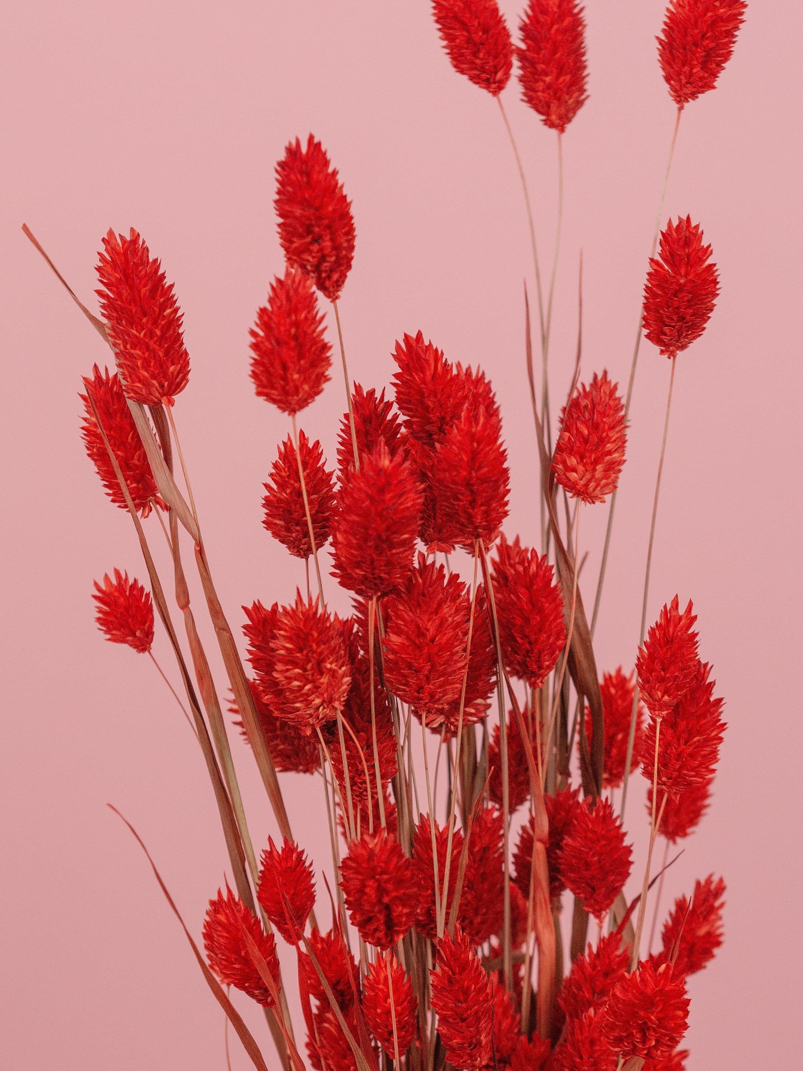 trockenblumen-phalaris-rot-getrocknet-bundware-beflowerly