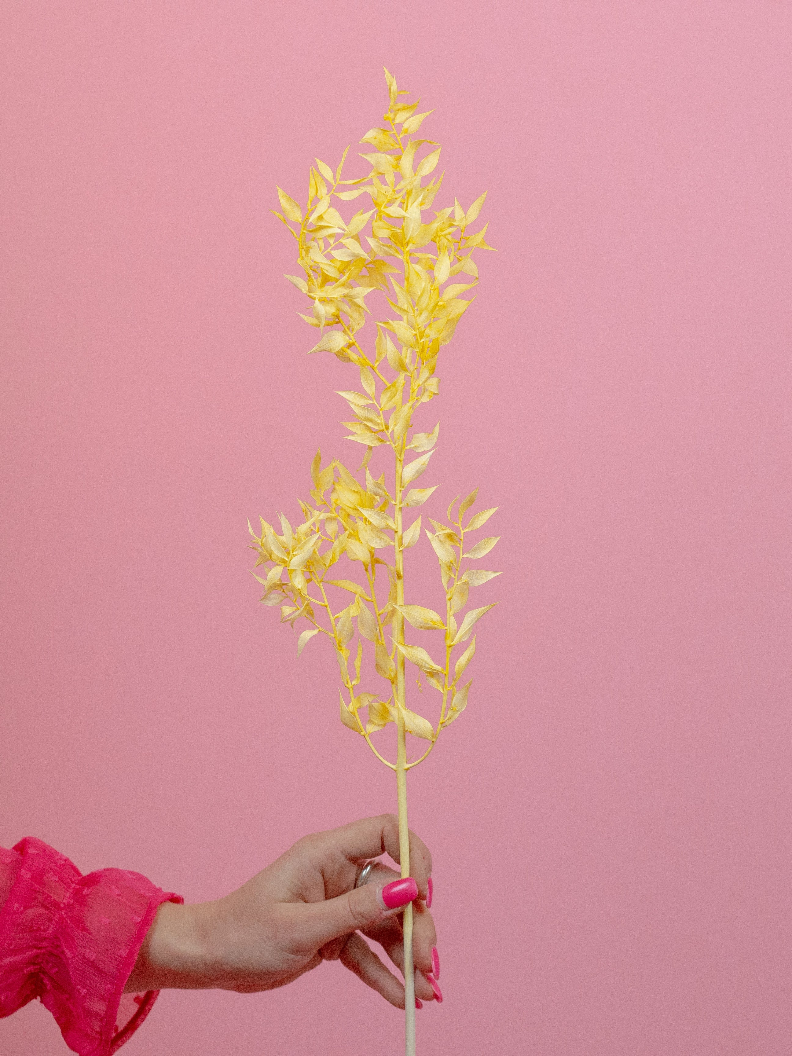 trockenblumen-ruskus-gelb-zitronengelb-bundware-diy-beflowerly