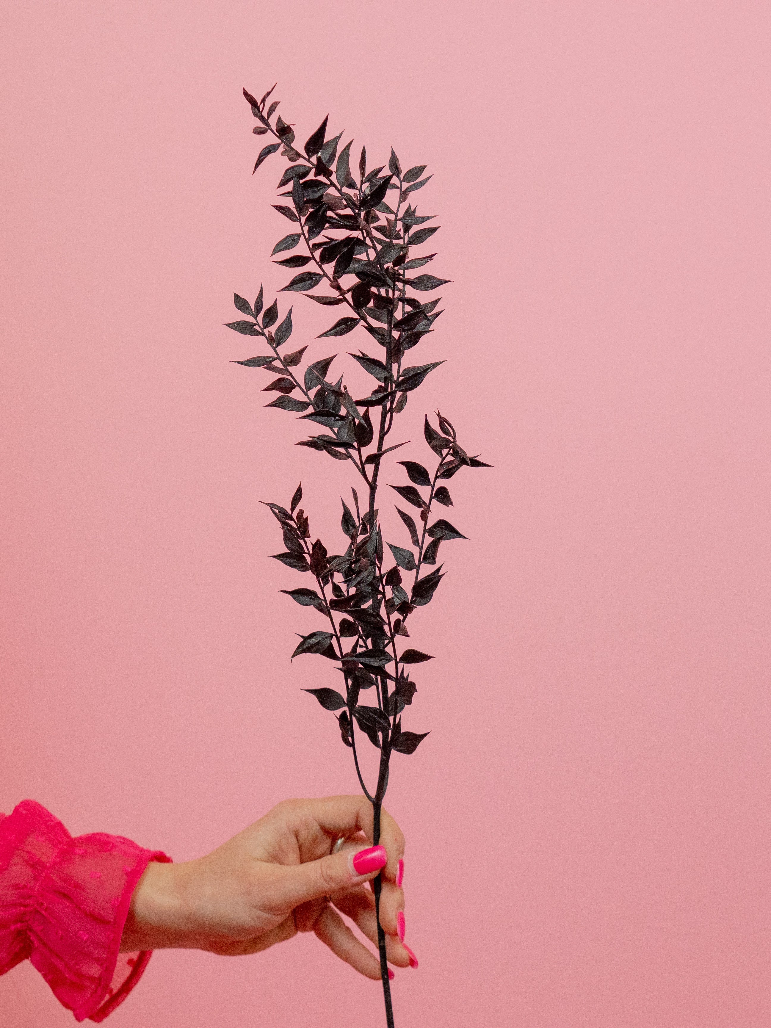 trockenblumen-ruskus-schwarz-bundware-diy-beflowerly
