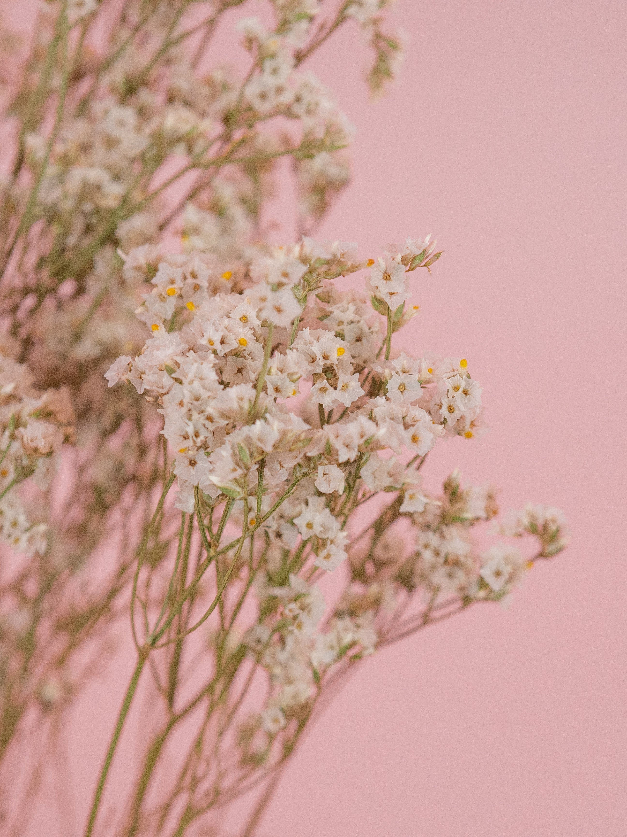 strandflieder-getrocknet-natur-weiss-trockenblumen-bundware-diy-beflowerly