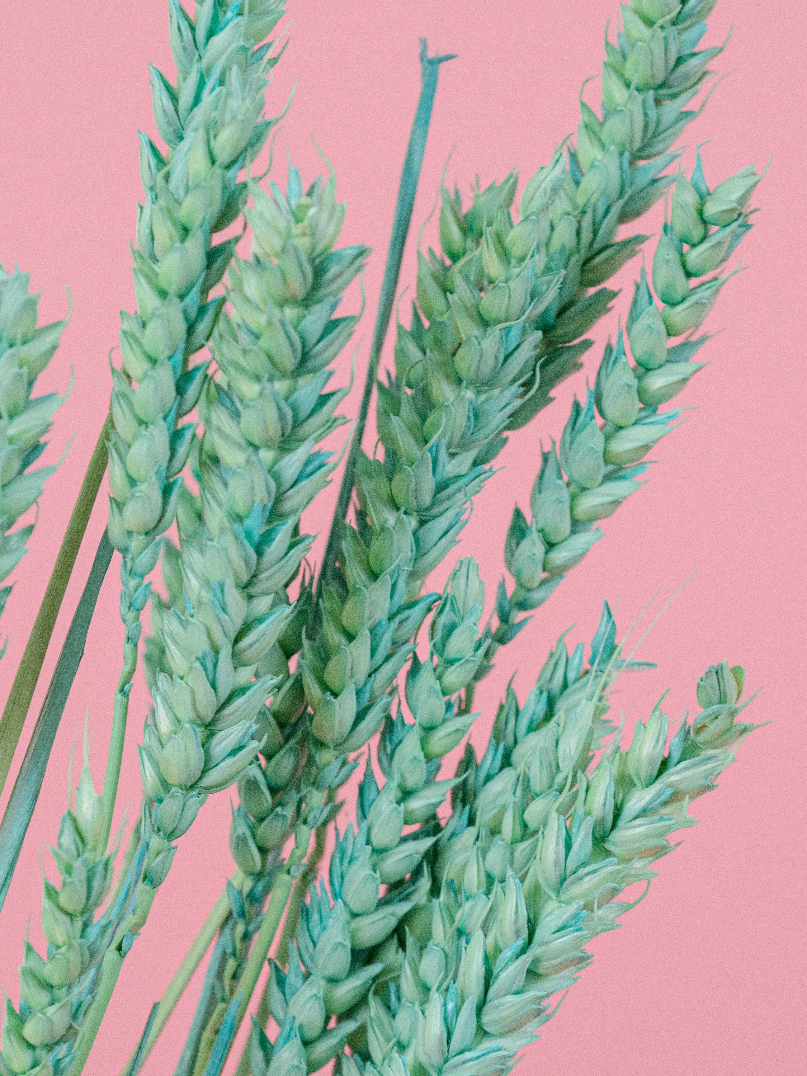 trockenblumen-weizen-mint-gruen-bundware-diy-beflowerly