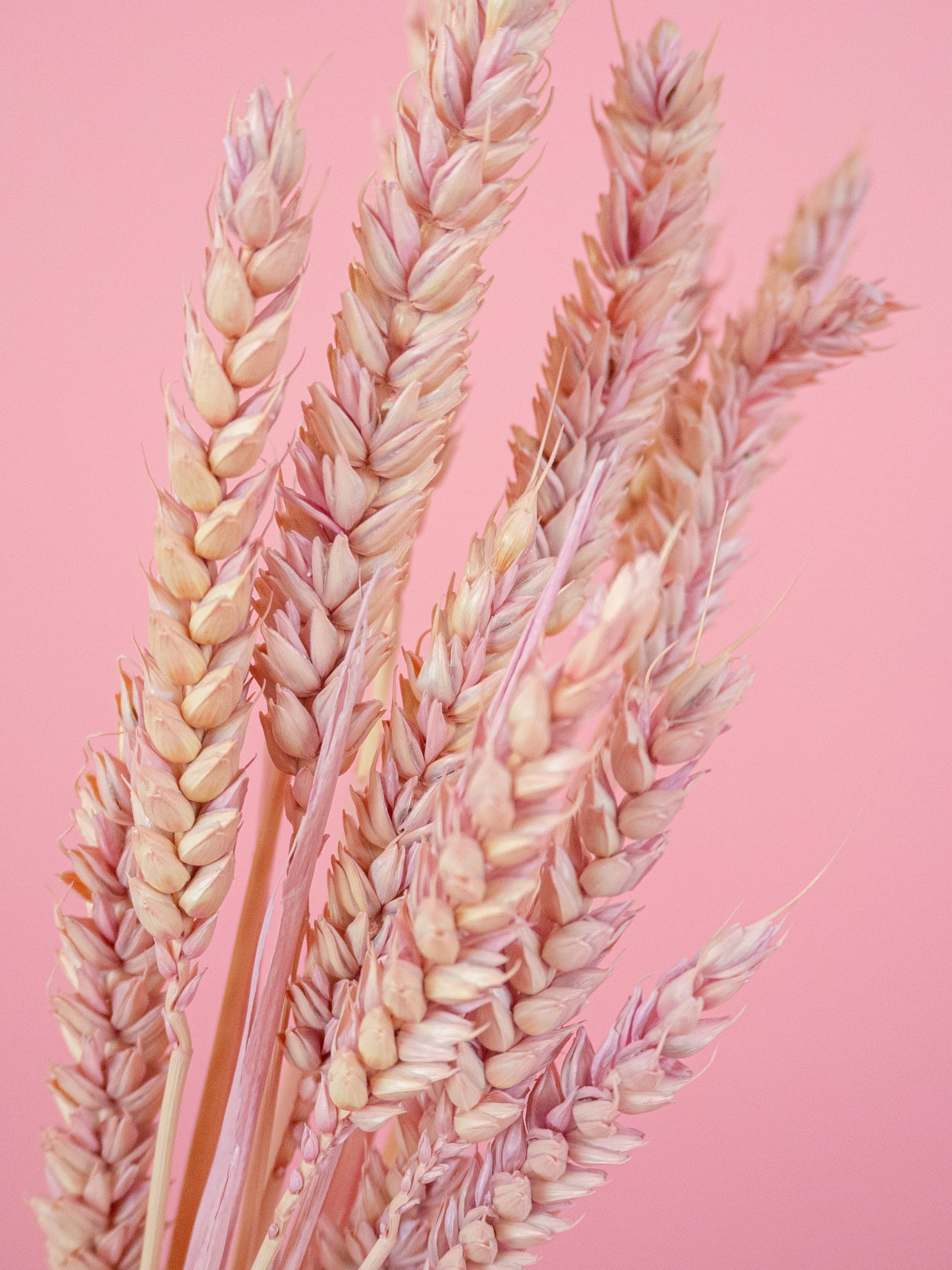 trockenblumen-weizen-rosa-altrosa-bundware-diy-beflowerly